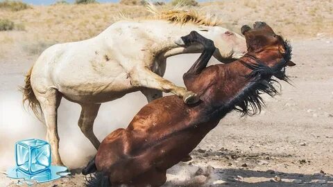 Лошади нападают во сне