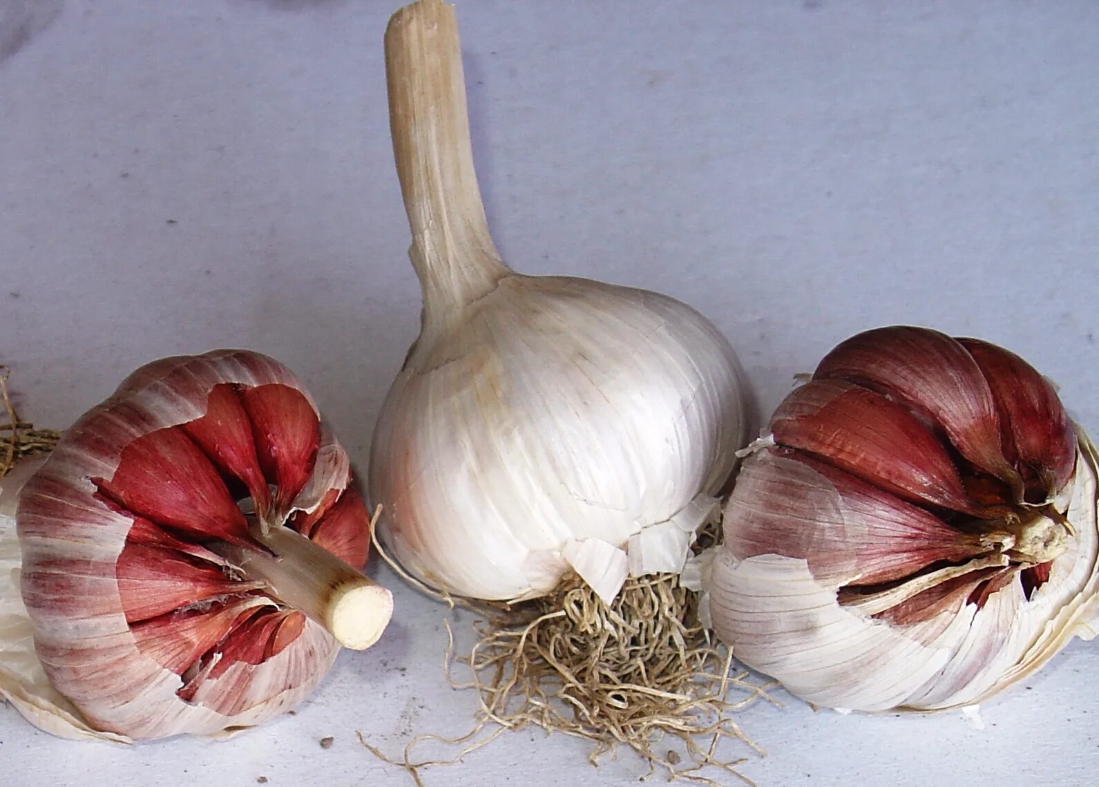 можно ли с помощью чеснока. цветок чеснока из стрелок. лукочеснок рокамболь. можно ли с помощью чеснока. чем полезен чеснок.