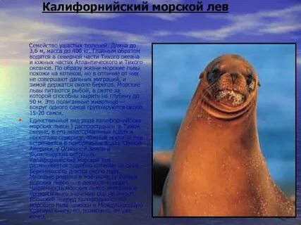 Опиши морских существ с которыми