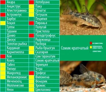 Тетра совместимость