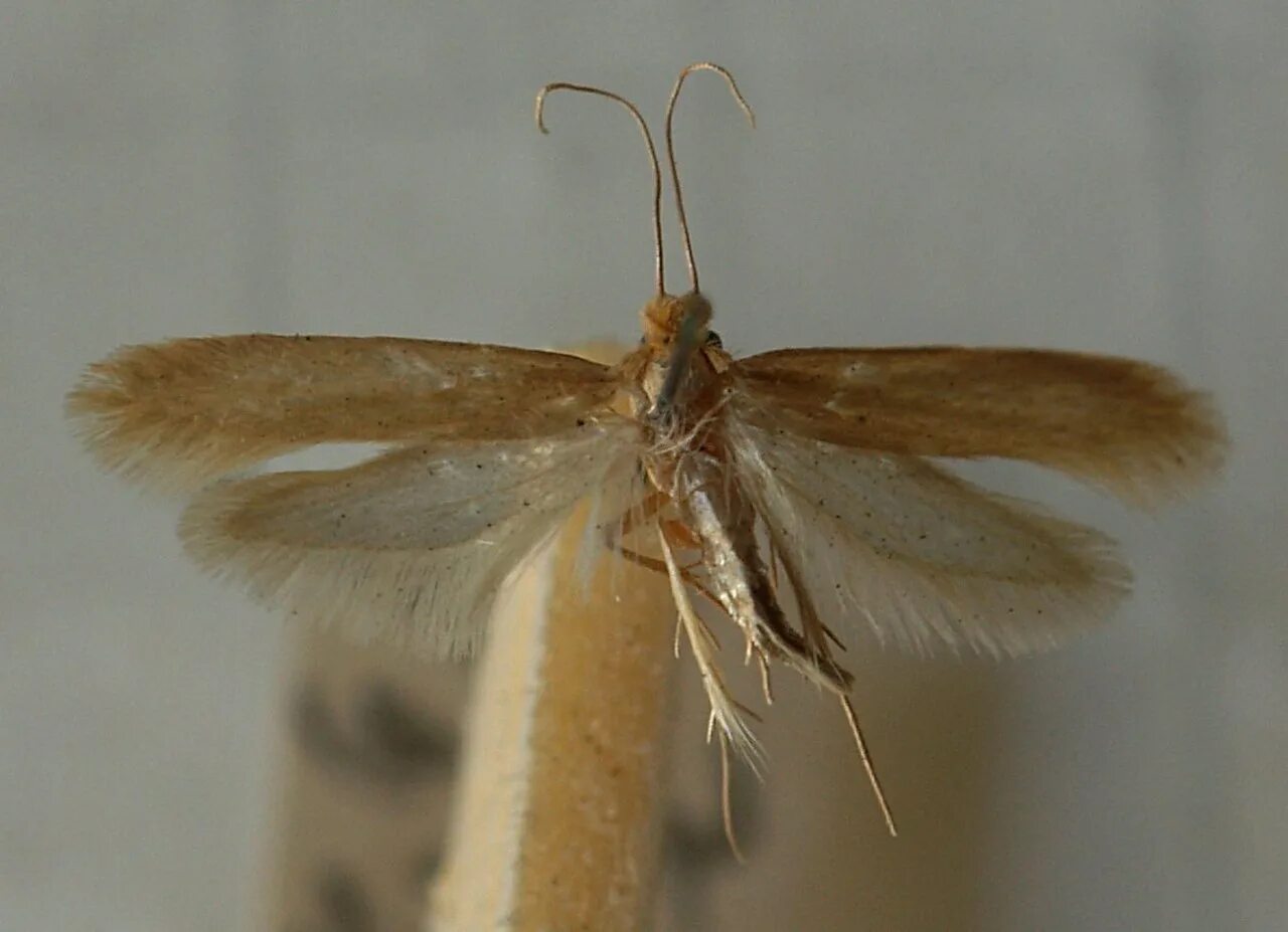 Платяная моль (Tineola bisselliella). Платяная моль (Tineola bisselliella) личинки Коконы. Моль мебельная Tineola furciferella. Платяная моль Имаго. Как отличить моль