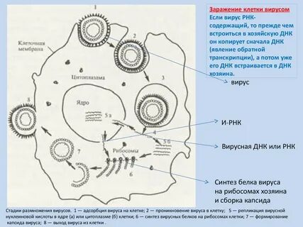 Заражение клетки