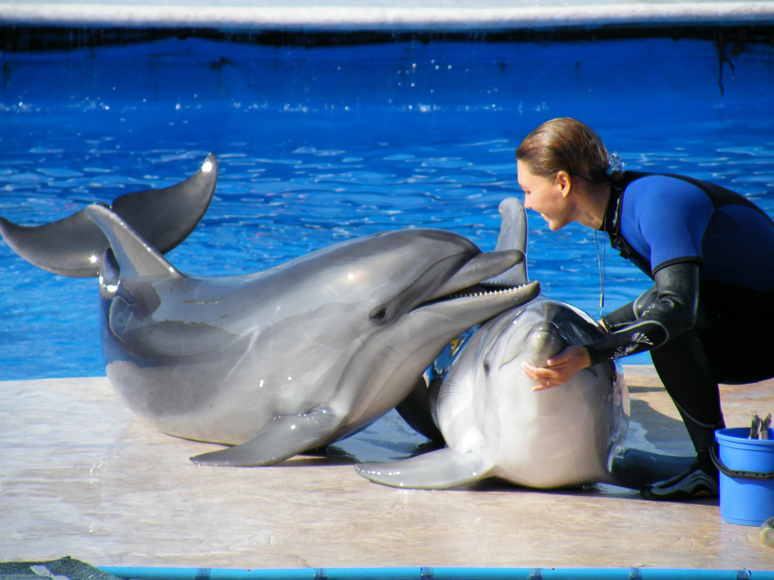 Есть ли дельфин людей. Дельфинарий Ялта Акватория. «Акватория» — театр морских животных и дельфинарий в Ялте. Ялта дельфинарий Белуха. Дельфинарий Ялта, Ялта.