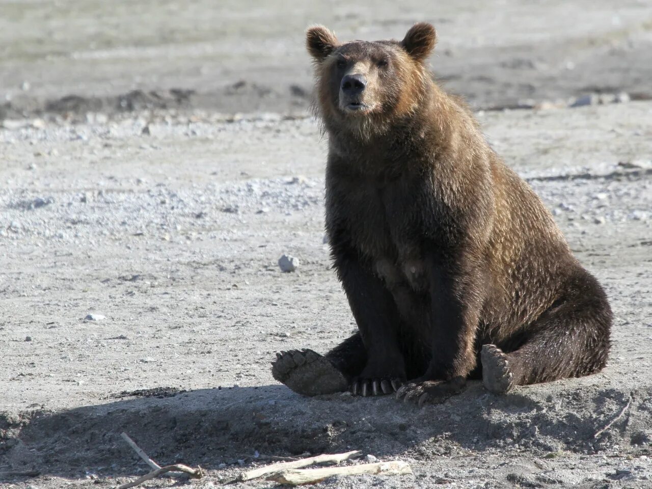 Медведь на юге. South bear. Oso. Медведь коричневый. Реликтовый очковый медведь аргентина.