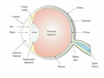 Eye well