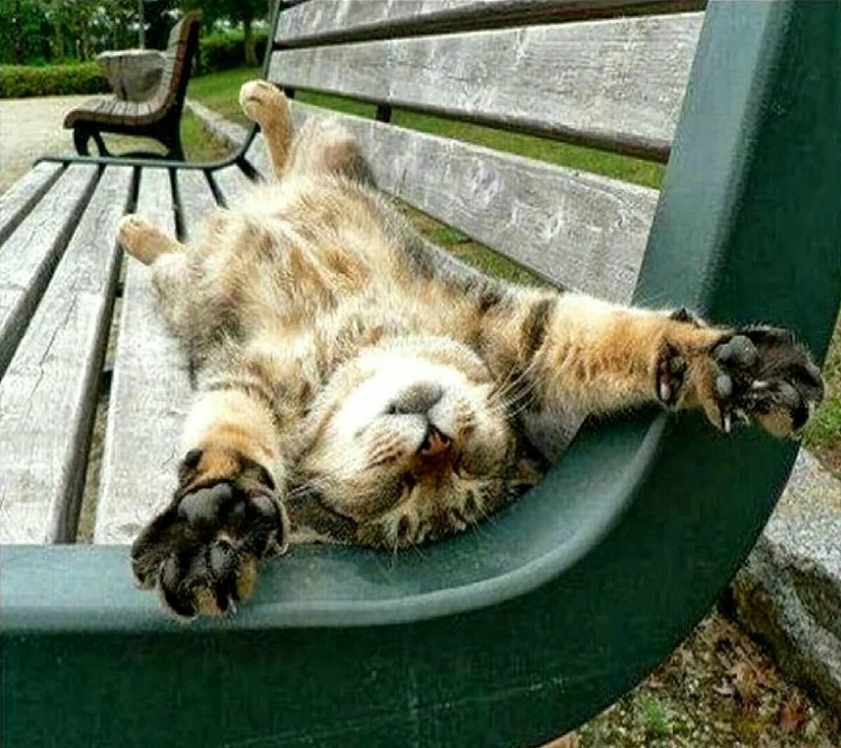 Отдыхаем после трудового дня. Расслабились здесь. Коты на расслабоне. Расслабились здесь. Лежак для кота.