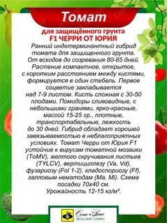 Томат от юрия отзывы