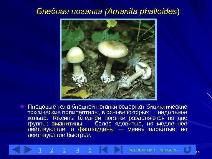 Бледная поганка (Amanita phalloides). Плодовое тело у бледной поганки. Действующее начало бледной поганки. Отравление бледной поганкой. Противоядие от бледной поганки