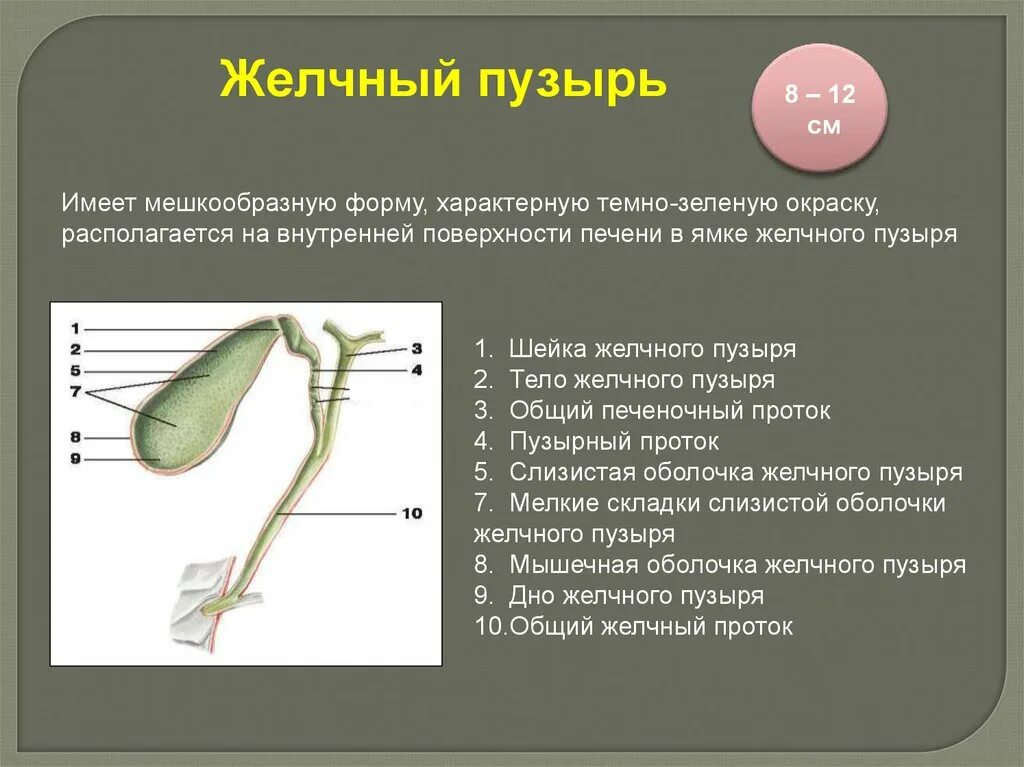 Определение сократимости желчного пузыря