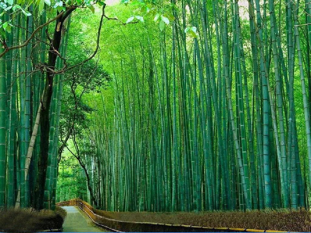 За сколько часов вырастает бамбук. Бамбук растёт со скоростью. Бамбук быстро растет. Как быстро растет бамбук. Бамбук за сутки вырастает.