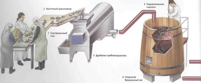 Мацерация вина. Процесс изготовления вина. Спиртовой брожения изготовления вина. Бродильная емкость для вина Промышленная. Бродильное производство.