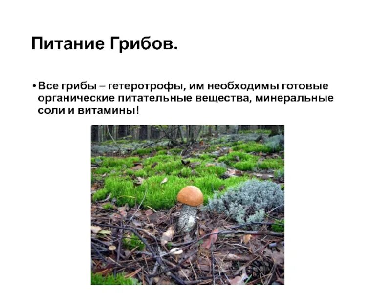 Мхи питаются готовыми органическими веществами. Организмы питающиеся готовыми органическими веществами. Мхи питаются готовыми органическими веществами. Тип питания мхов. Гетеротрофы это.