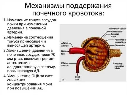 Почечный мозг