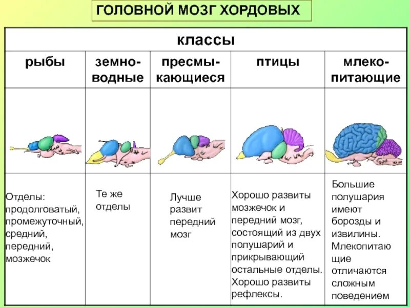 Строение нервной системы хордовых животных. Сравнение головного мозга хордовых животных. эволюция головного мозга хордовых таблица. строение головного мозга позвоночных сравнением. строение головного мозга животных.