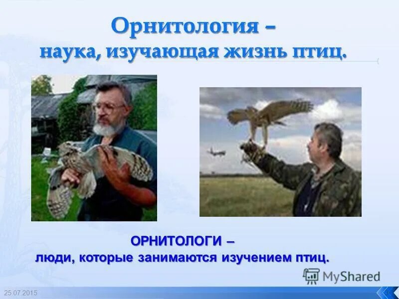 Презентация орнитология наука о птицах. Орнитология презентация. Как называется человек изучающий птиц. Ученый орнитолог. Ученый изучающий птиц.