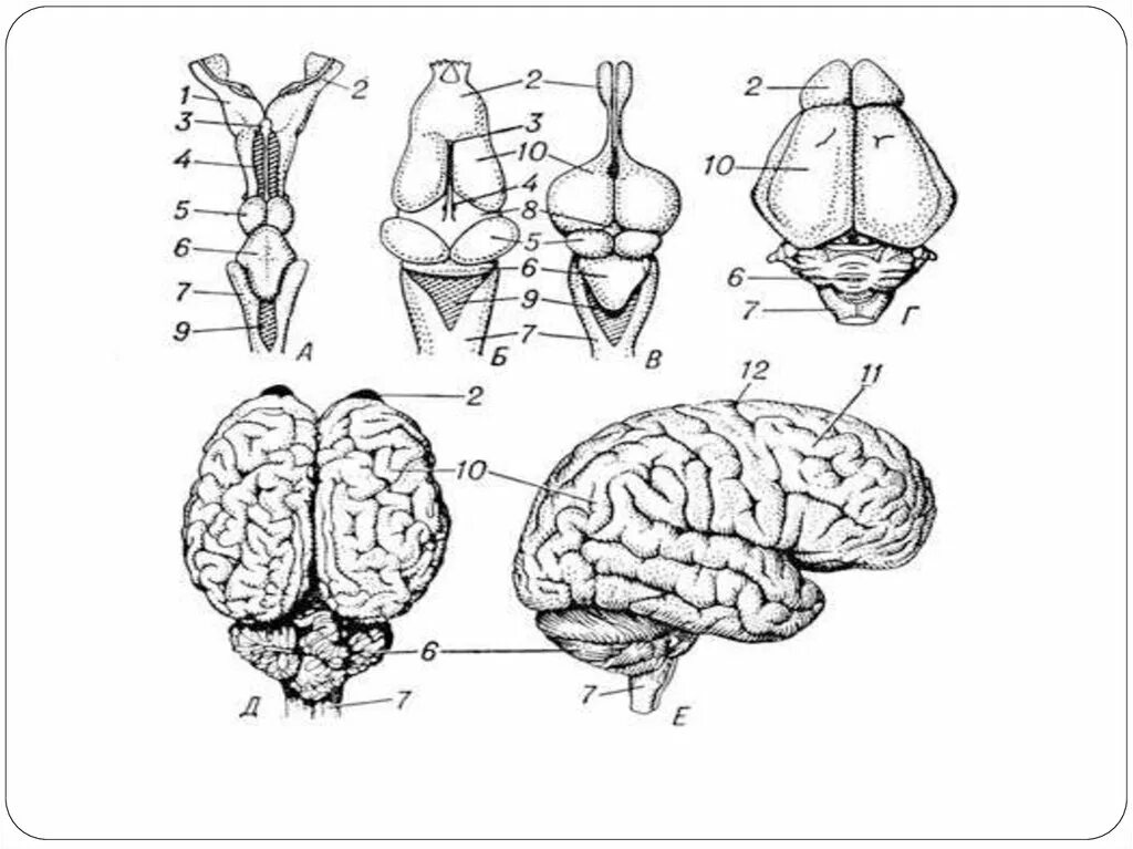 Филогенез нервной. Филогенез. Головной мозг хордовых. Анатомия нервной системы человека филогенез. Филогенез и онтогенез нервной системы.