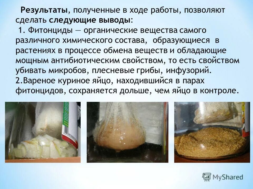 Влияние фитонцидов на сохранность продуктов Shtampik.com