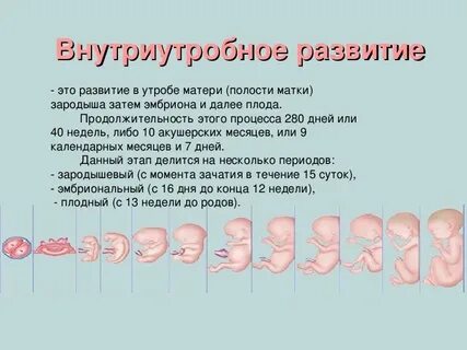 Развитие и состояние плода