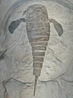 Морской скорпион