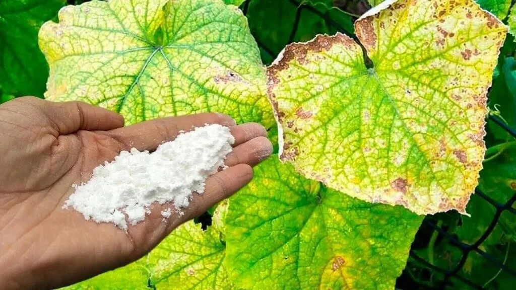 Подкормка огурцов желтеют листья. Огурцы желтеют листья. некроз листа огурца. от пожелтения листьев огурцов. огурцы с необычными листьями.
