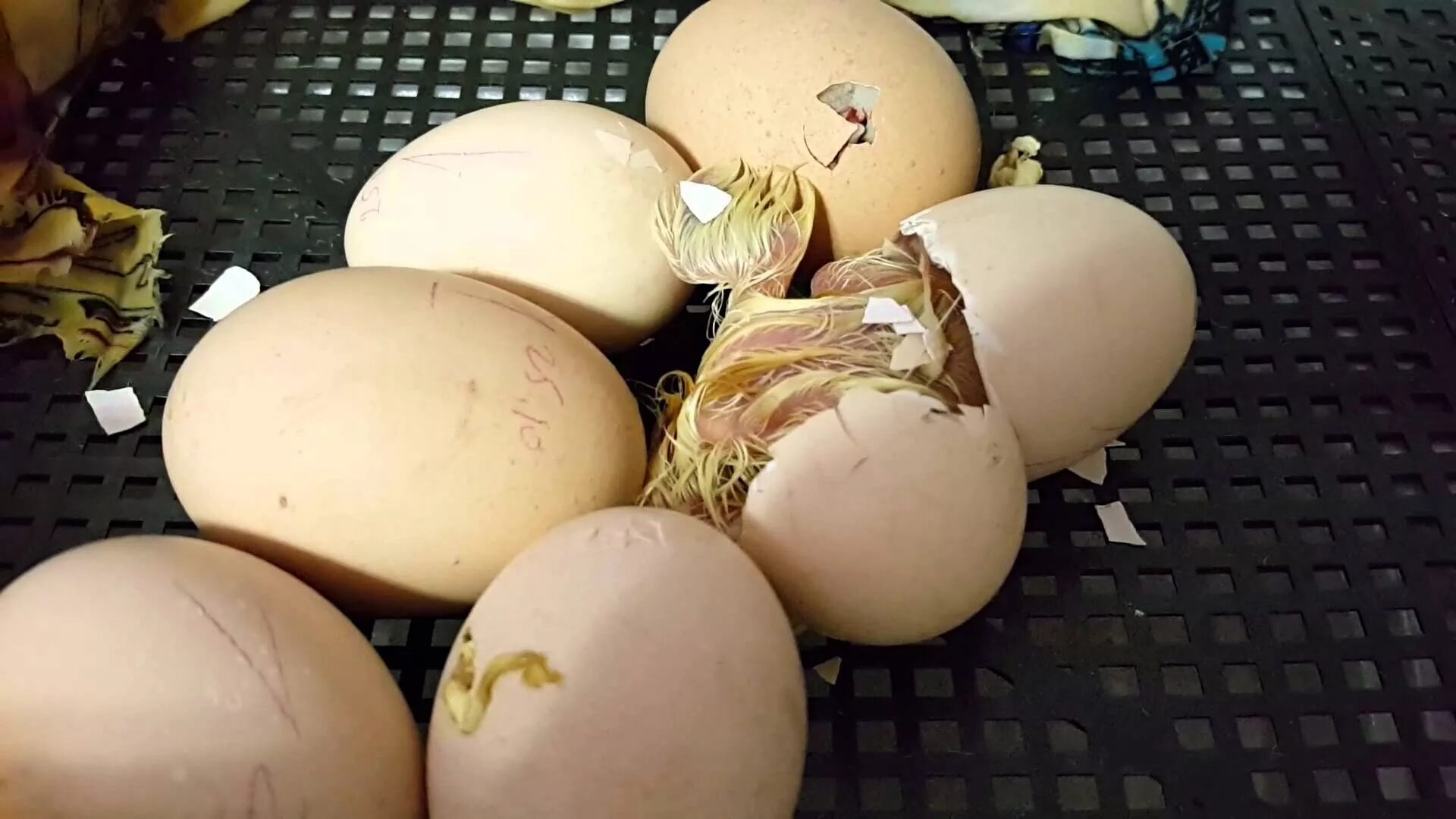 Фото яиц в инкубаторе по дням. Вылупление цыпленка из яйца. Яйцо вылупляется. Инкубатор для яиц. Цыпленок вылупляется.