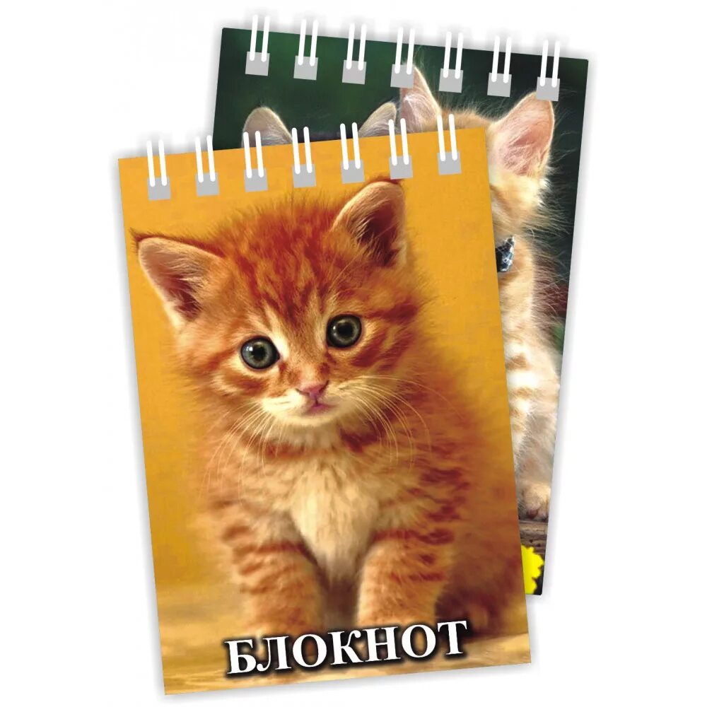 Блокнот с котиком. Блокнот с котиком. Блокнот с котятами. Красивые блокноты с котиками. Блокнотик с кошечкой.