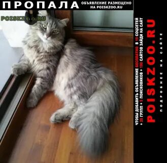 Пушистый кот васька