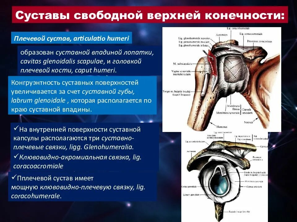 Названия суставов человека. Анатомия строение верхней конечности суставы. Соединение костей верхней конечности плечевой сустав. Сумтавы верх елнечнойстей. Сустав вкрхних конечностей.