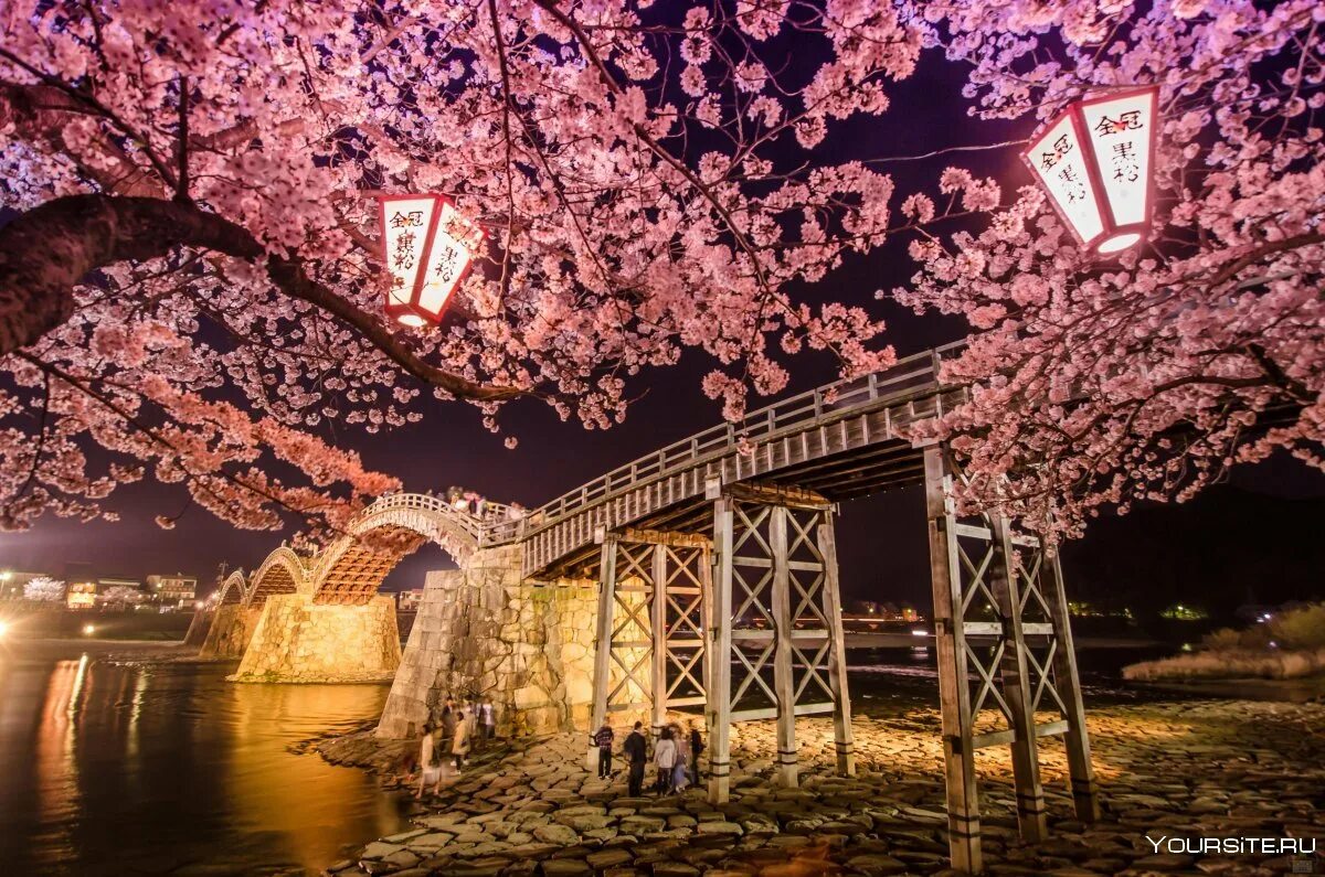 Мост Ruyi Китай. Сакуры Токио река парк. Япония мост Сакура. Ruyi Bridge мост Сакура. Сакура рядом