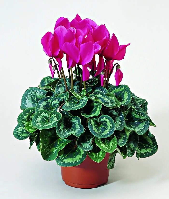Магазин домашних цветов. Кашпо лечуза каскад. Комнатные растения уфа. Диффенбахия. Горшечные цветы уфа.