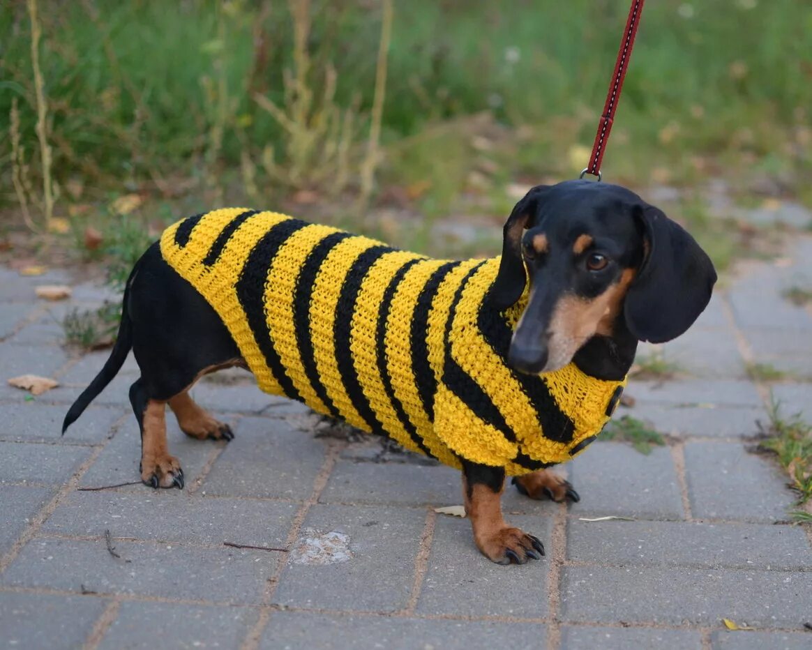 Черно желтые собаки