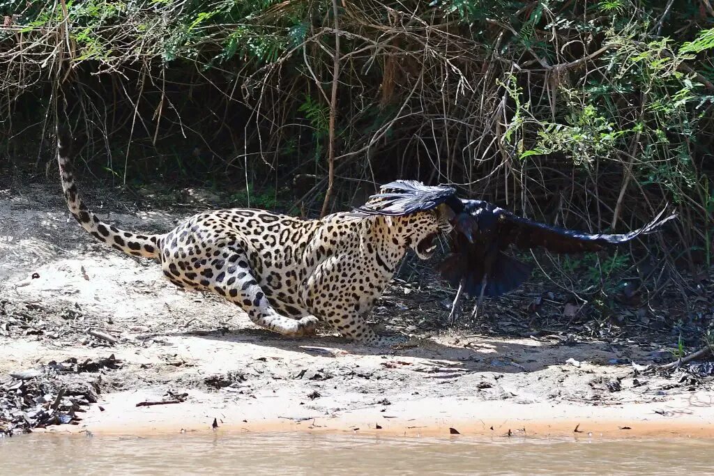 Видео диких хищников. Дух ягуара. Ягуар в Бразилии. Ягуар животное в дикой природе. Хищники Бразилии.