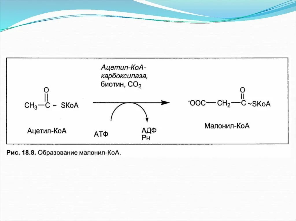 Синтез жирных кислот биотин. Ацетил КОА образуется в реакции. Ацетил КОА строение. Малонил КОА биохимия. Ацетил коа пути
