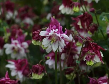 Фф aquilegia