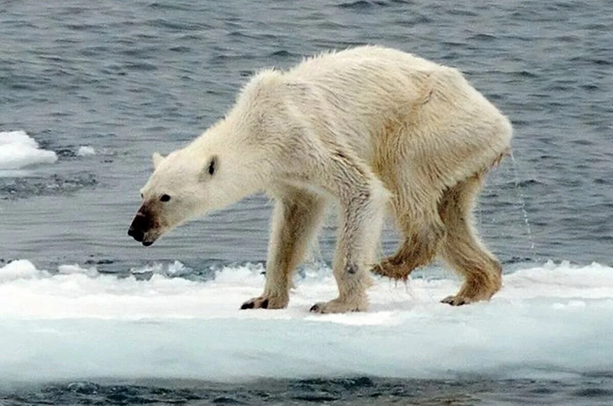 Белый медведь. Белые медведи на Аляске. Популяция белых медведей. Арктика глобальное потепление животные.