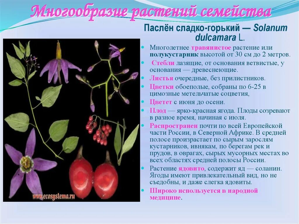 Общие признаки представителей пасленовых