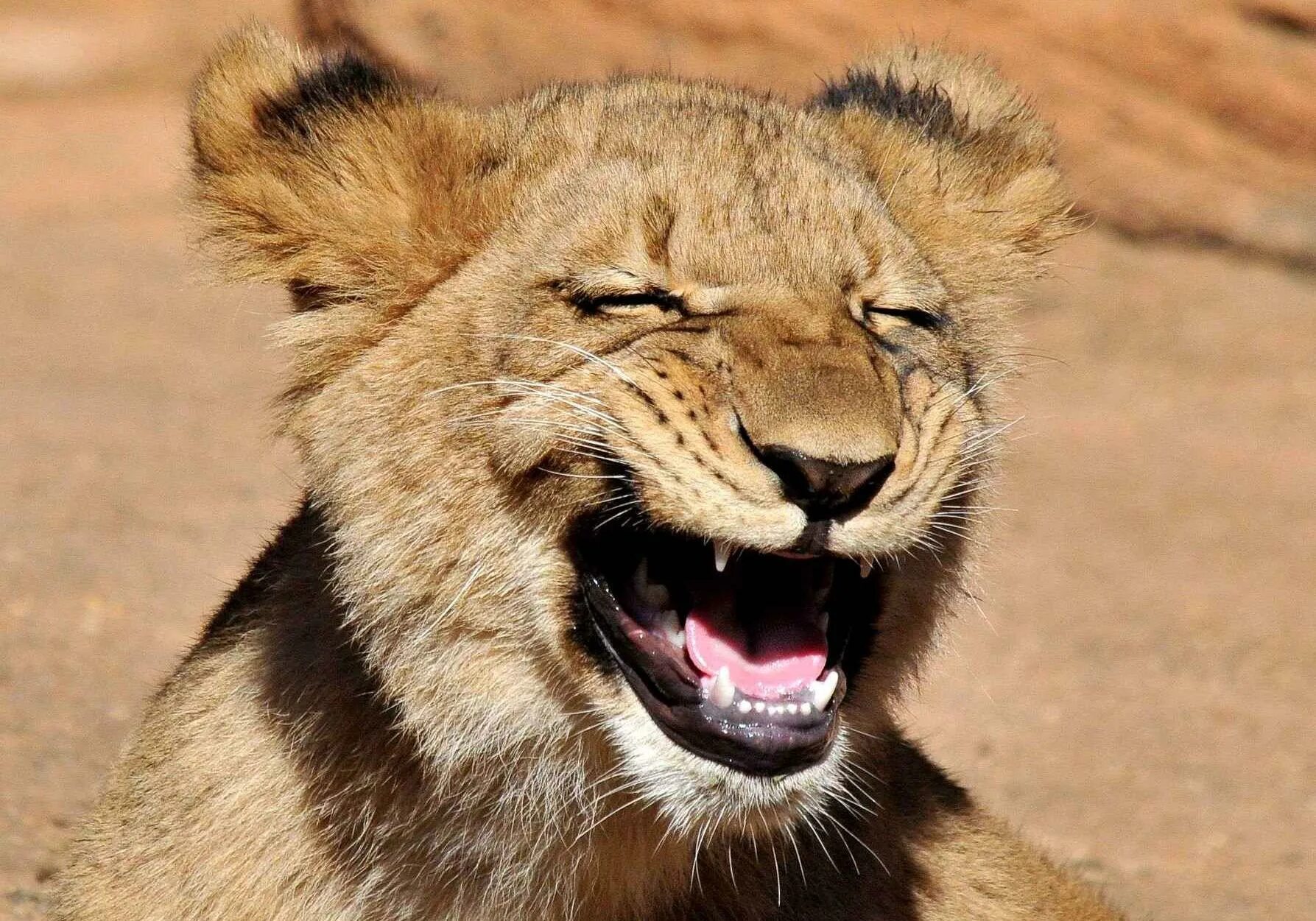 Животное смеется. Обезьяна смеется. Зебра ржет. Конь смеется. Улыбающиеся животные.