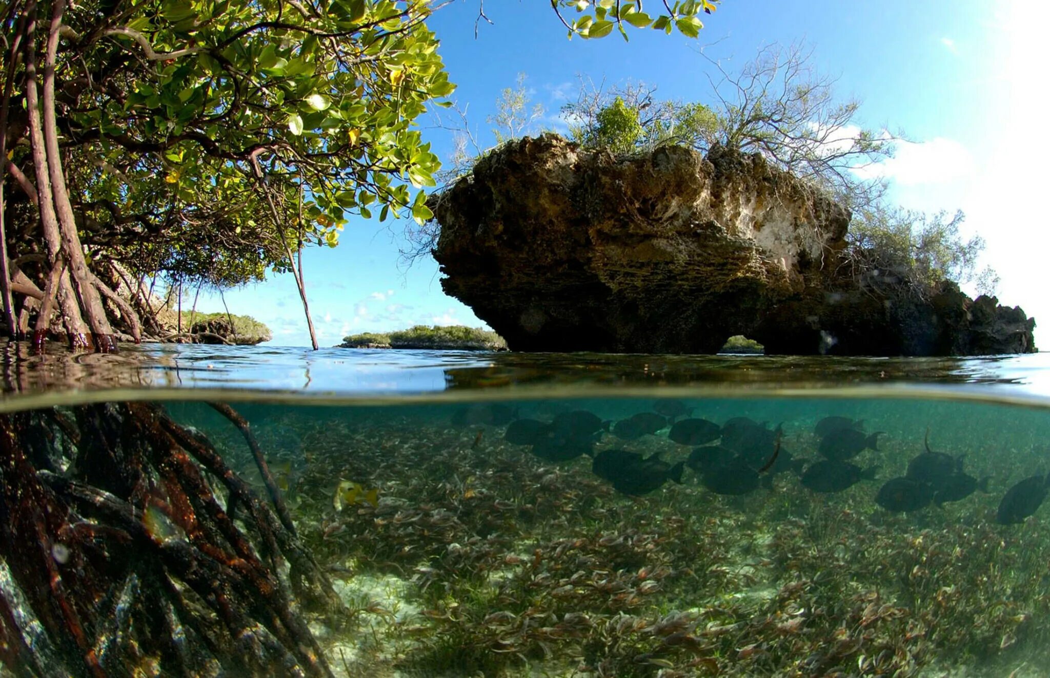 Атолл Альдабра на Сейшелах. Альдабра Сейшельские острова Затерянный Атолл. Атолл Альдабра ЮНЕСКО. Альдабра индийский океан. Озеро в центре острова