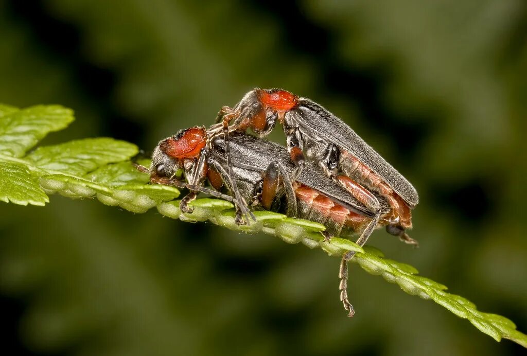 Жук Cantharis. Мягкотелка красноногая. Жук пожарник мягкотелка вредитель. Жуки пожарники спариваются. Насекомое убивающее партнера после спаривания