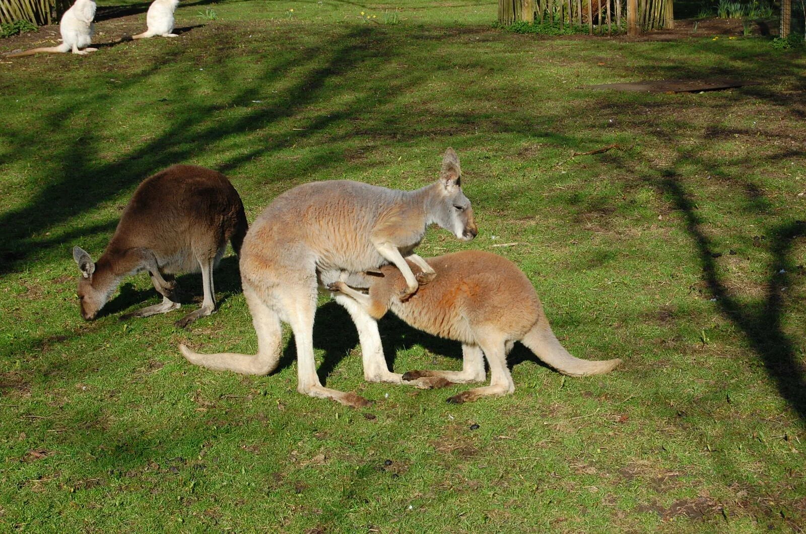 Почему самец гоняет самку. Спаривание кенгуру. Самка кенгуру. Орган самца кенгуру валлаби.