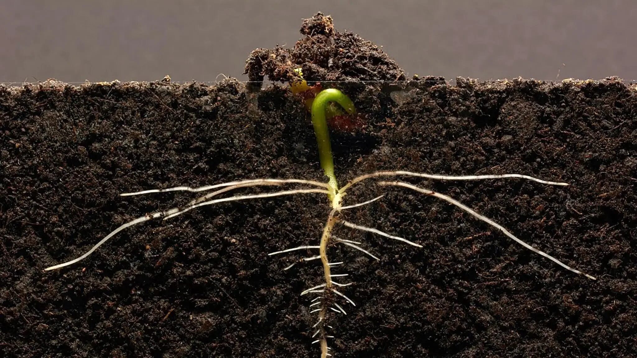 Plant video. Прорастание семян проросток. Семя в земле. Проросток с корешком. Росток растения.