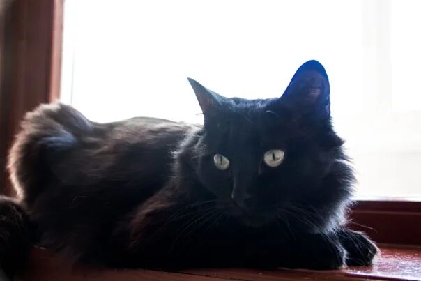 Черная ангора. Турецкая ангора черная. Ангорский кот черный. Турецкая ангора кошка черная. Сибирская ангора кошка черная.