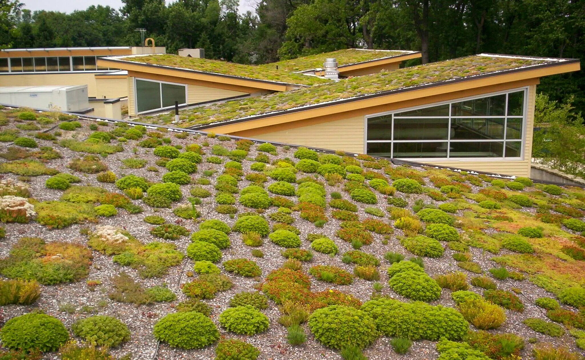 Эксплуатируемая плоская кровля Green Roof. Грин-Руф плоские кровли. Экстенсивная зеленая кровля плоская. Зеленая кровля экстенсивная зеленая кровля.