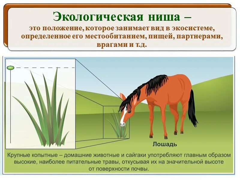 Опишите экологическую нишу для каждого организма. Экологическая ниша лошади. Экологическая ниша волка. Экологическая ниша пшеницы. Экологические ниши таблица.