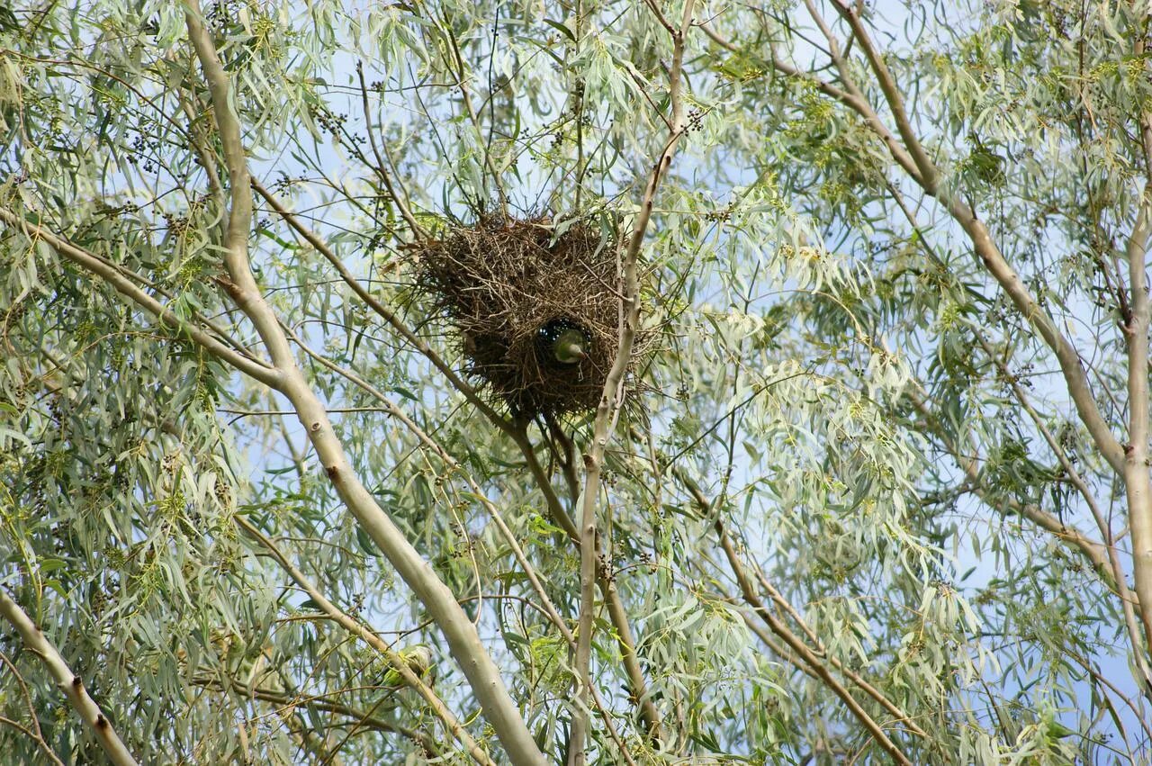 Птичьи гнезда на деревьях. Попугай монах гнездо. Гнездо Калиты это. Гнездо на дереве. Птичье гнездо на дереве.