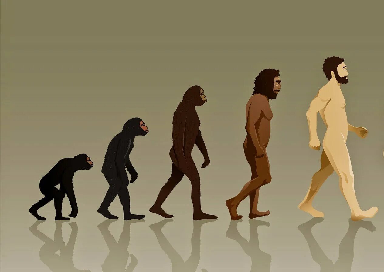 Найди human. Эволюция Дарвин хомо. Ступени эволюции человека по Дарвину. Хомо сапиенс обезьяна. Эволюция обезьяны в человека.