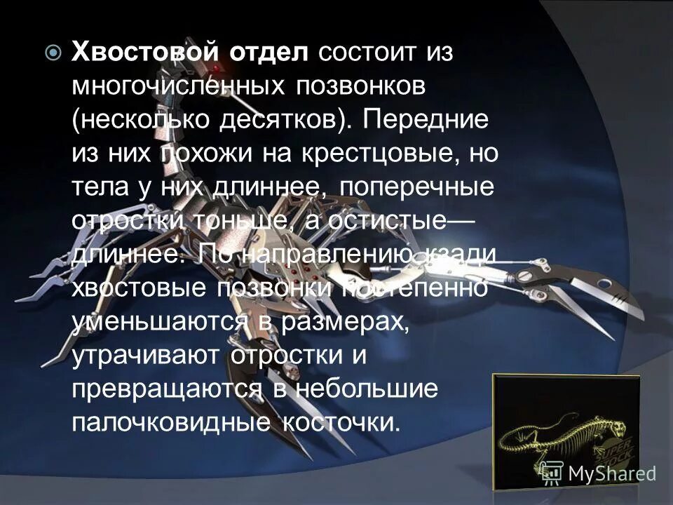 Хвостовой отдел легких. Хвостовой отдел позвоночника состоит из. Хвостовой отдел в позвоночнике. Хвостовой отдел в позвоночнике у кого. Хвотсовой отдел у позвоночкника у кого.