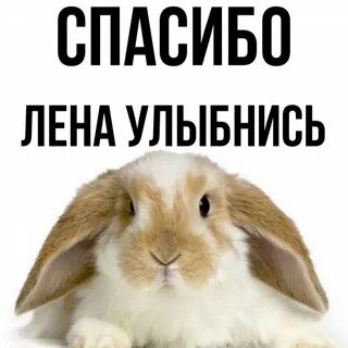 Привет лена