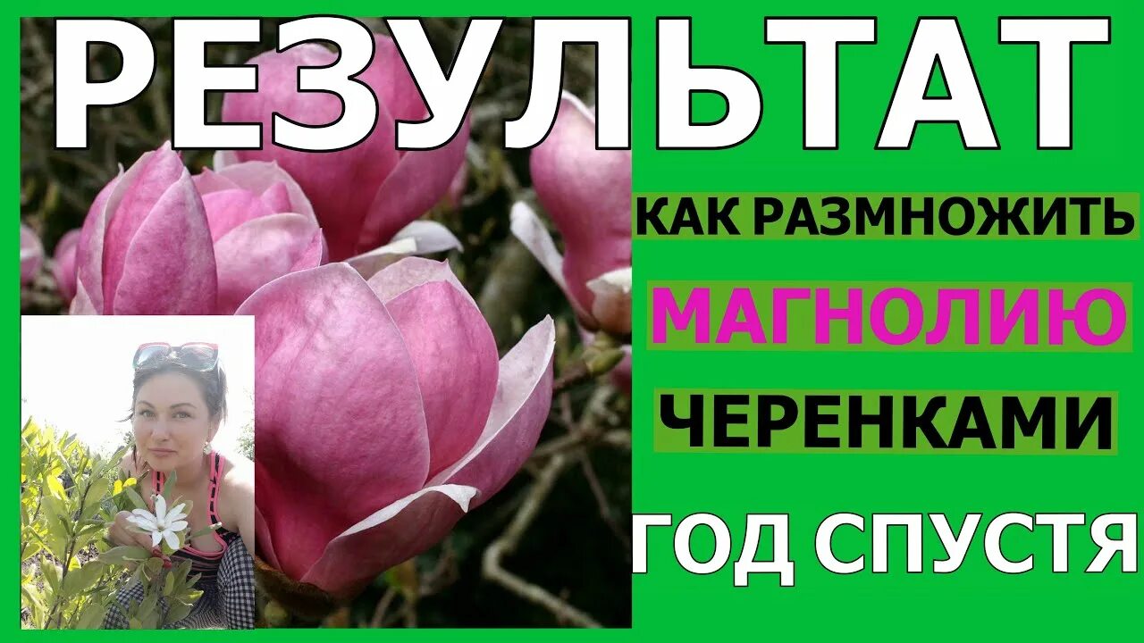 Как черенковать магнолию