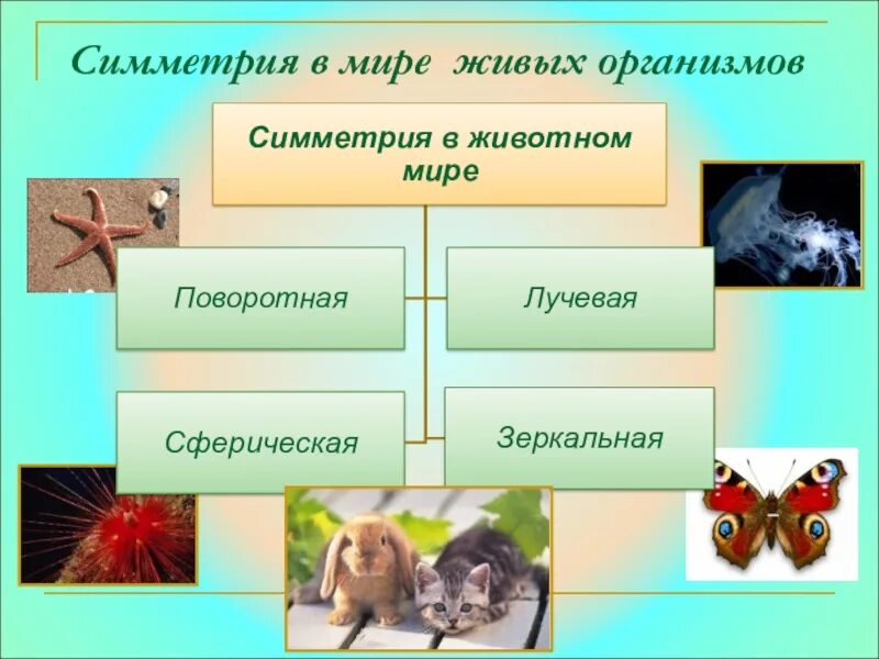 Типы симметрии биология 8 класс. Типы симметрии животных биология. Виды симметрии тела животных. Типы симметрии живых организмов. Типы симметрии.